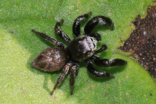 Evarcha arcuata